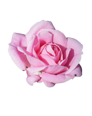 flower-358650_1280-removebg-preview